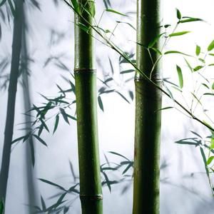 Meet your Posher, Xinzhu